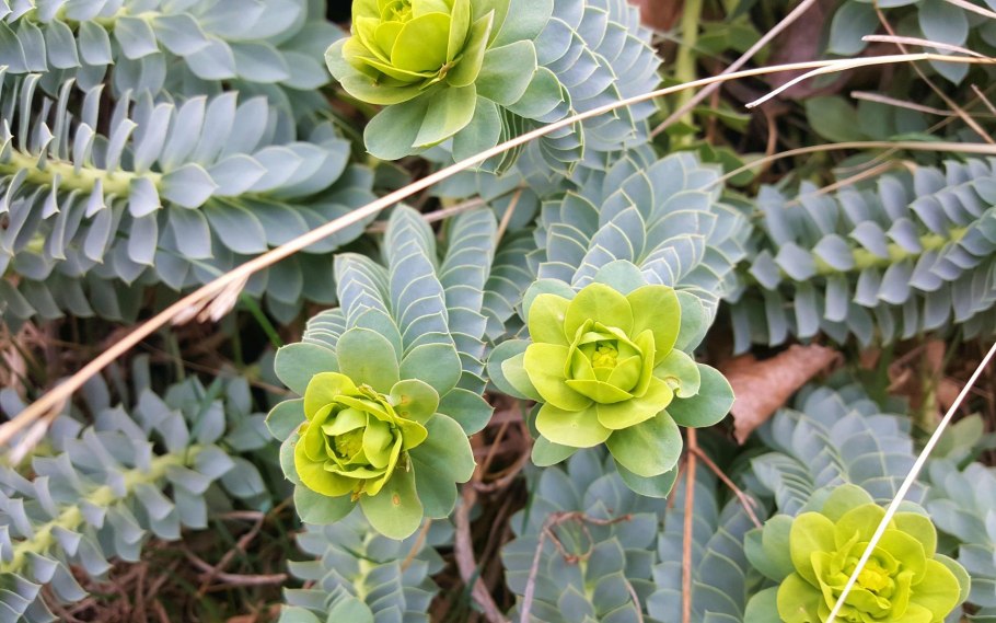 Молочай болотный – Euphorbia palustris l. - 3 категория редкости