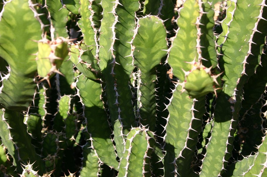 Euphorbia pseudocactus