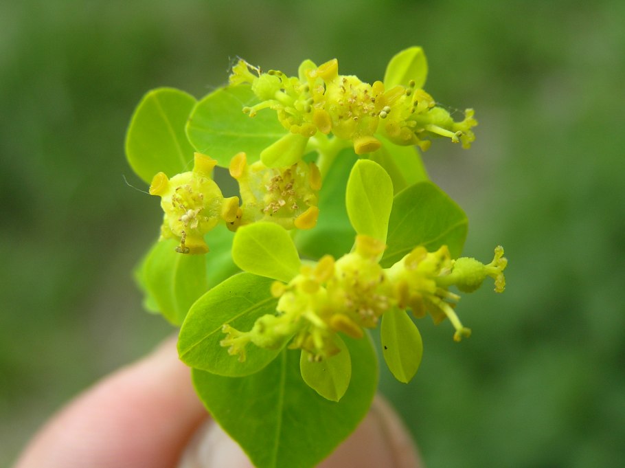 Молочай Euphorbia palustris