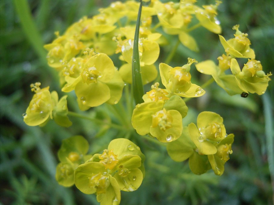Молочай болотный (Euphorbia palustris)