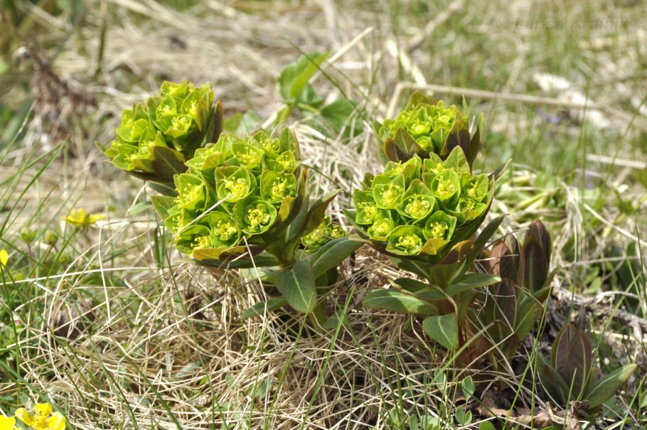 Молочай Euphorbia palustris