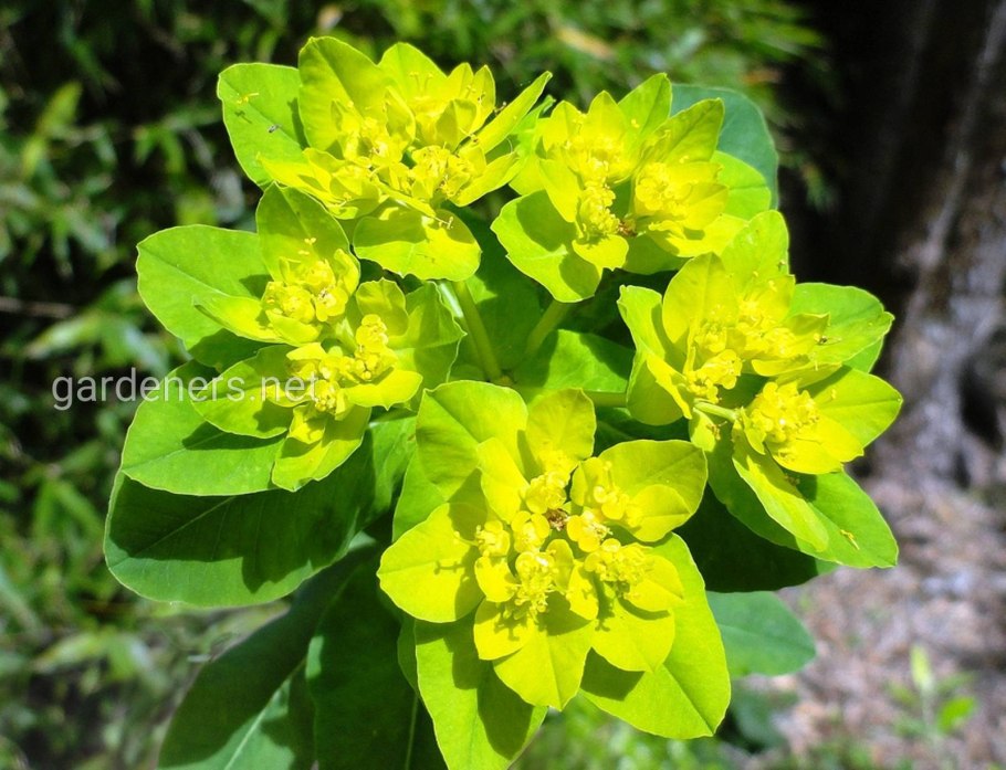 Молочай длиннорогий