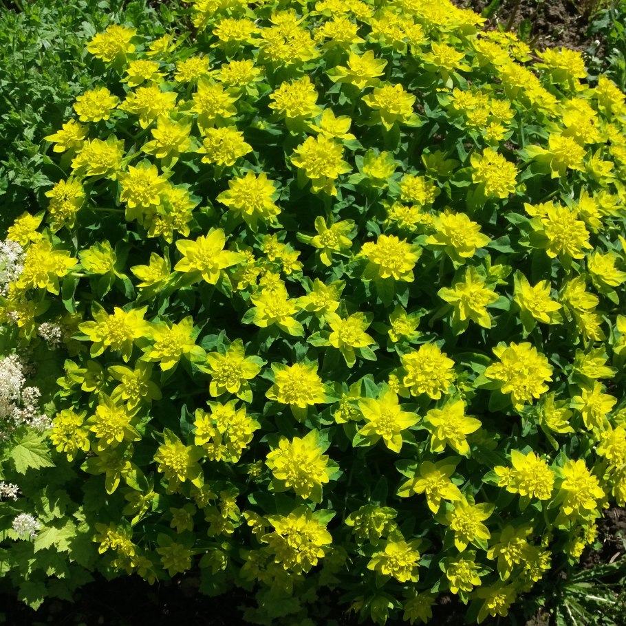 Нектарники у молочая