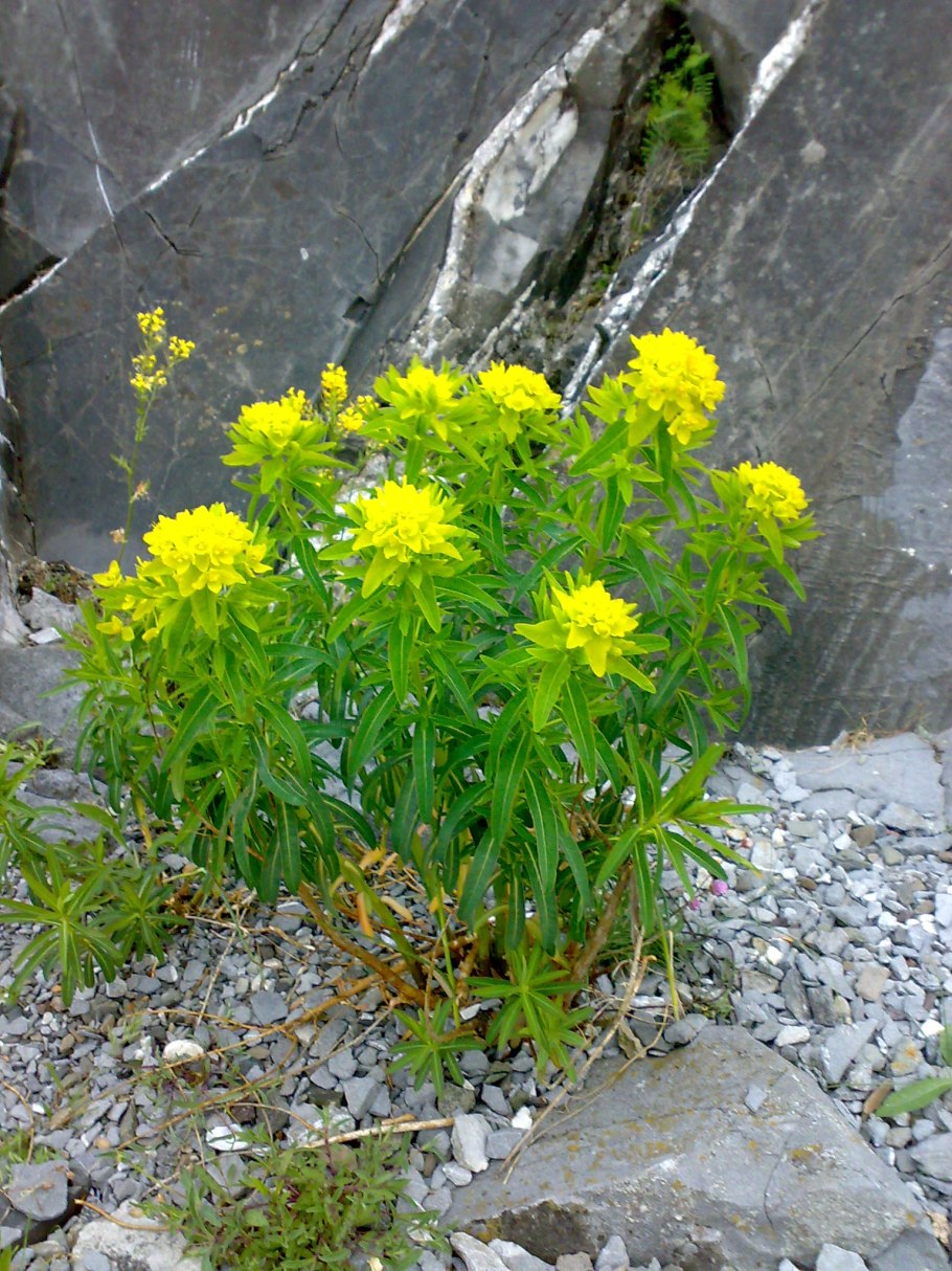 Молочай болотный (palustris)