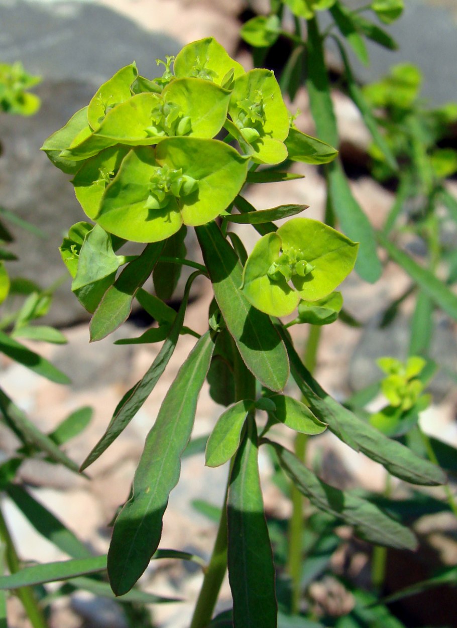 Euphorbia cyparissias