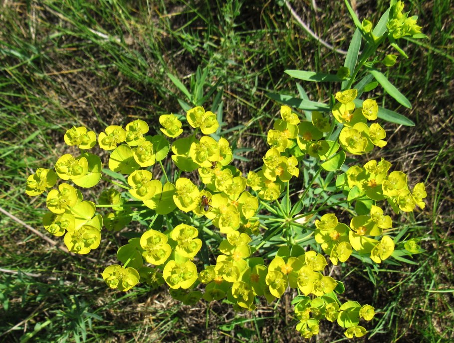 Молочай длиннорогий