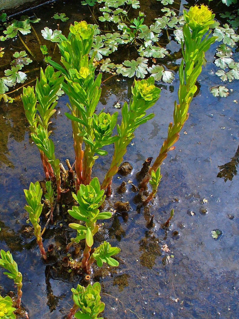 Молочай Алтайский Euphorbia altaica