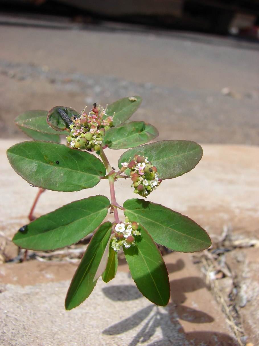 Euphorbia helioscopia молочай солнцегляд