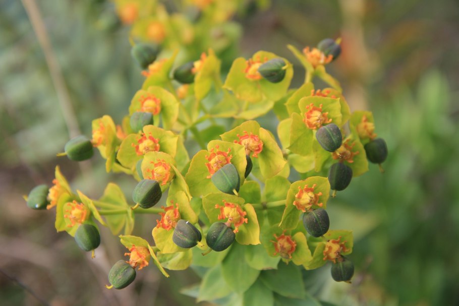 Молочай болотный (palustris)