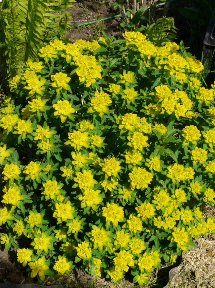 Молочай садовый многоцветковый