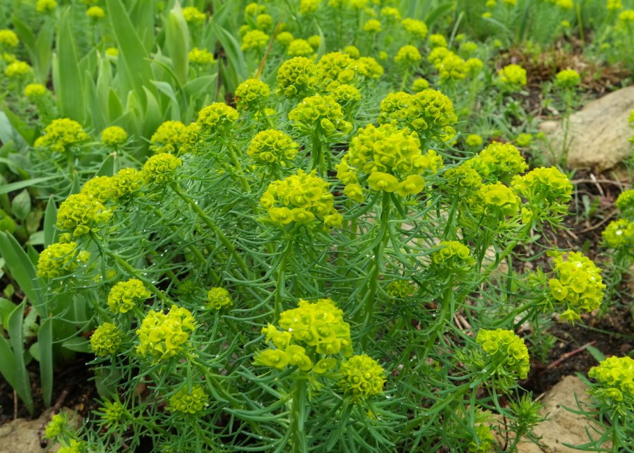 Молочай кипарисовый euphorbia cyparissias