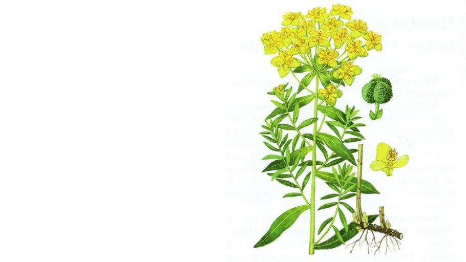 Молочай болотный (palustris)