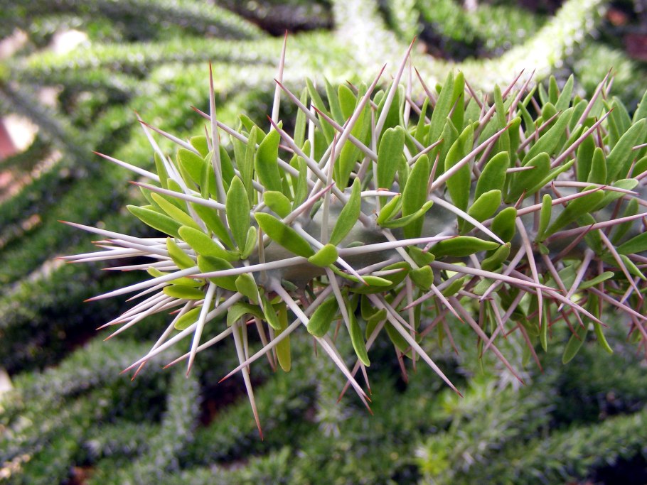 Didierea madagascariensis