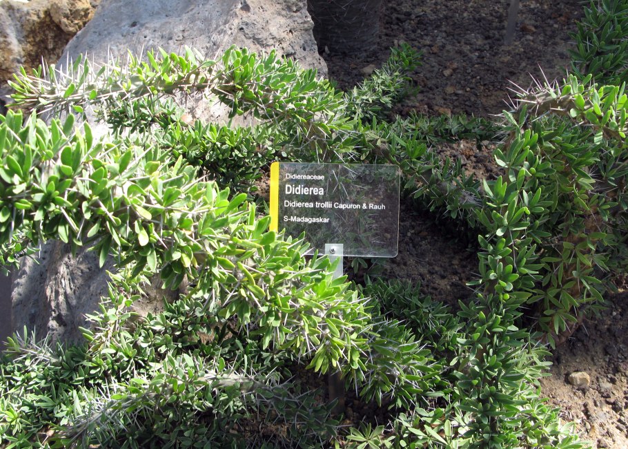Дидиерея trollii