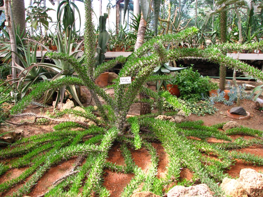 Didierea madagascariensis