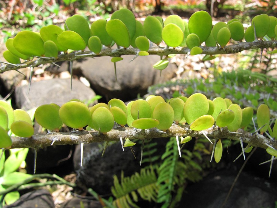 Alluaudia humbertii фото в природе