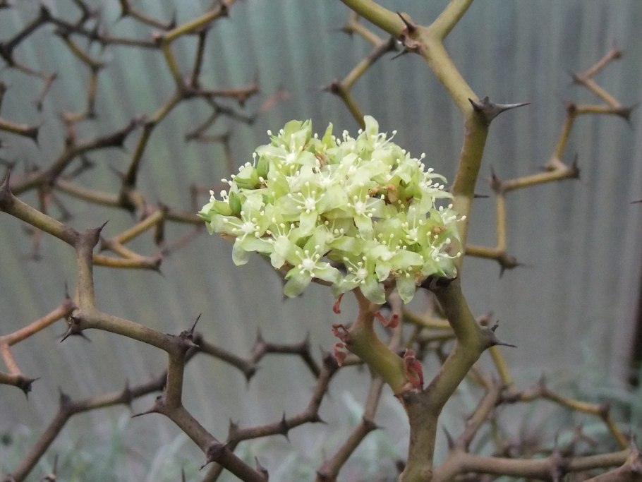 Дидиерея Мадагаскарская