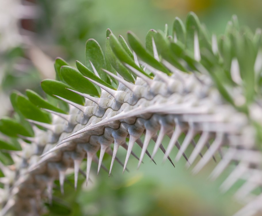 Alluaudia montagnacii