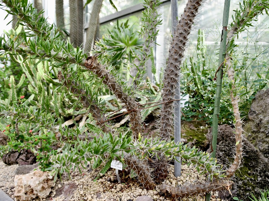 Дидиерея trollii