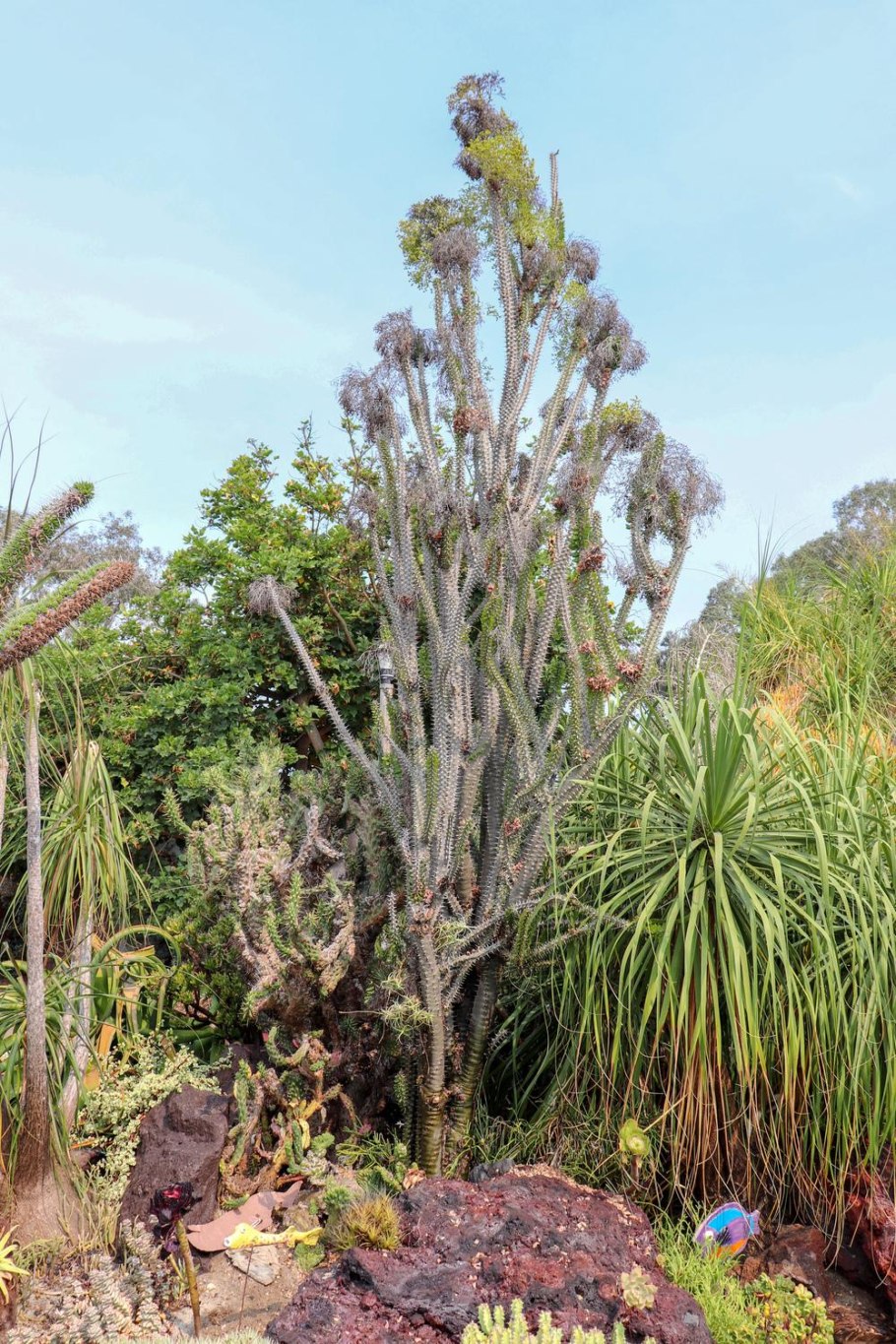 Дидиерия Мадагаскарская