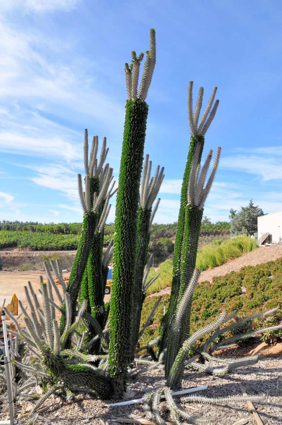 Alluaudia montagnacii