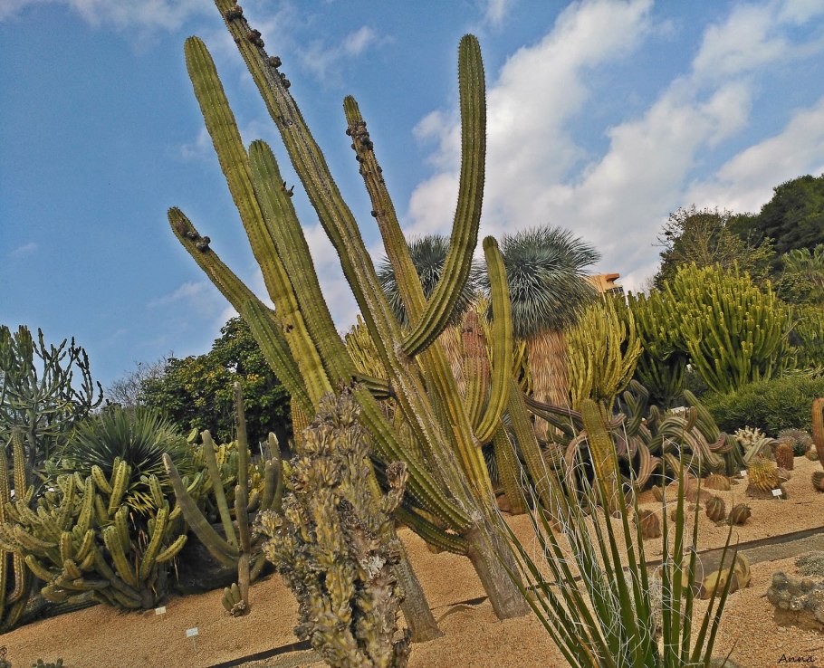 Alluaudia procera фото в природе