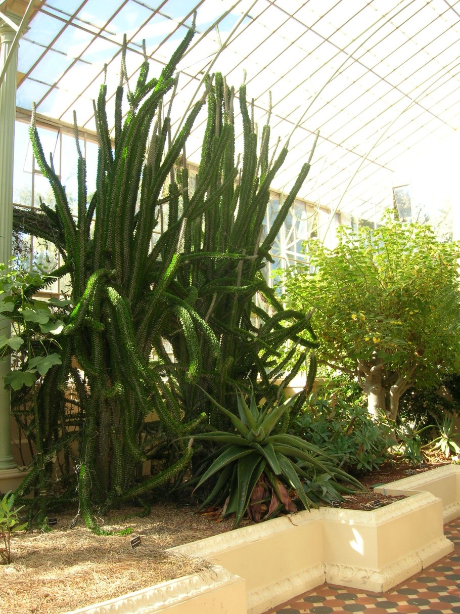 Дидиерея Мадагаскарская