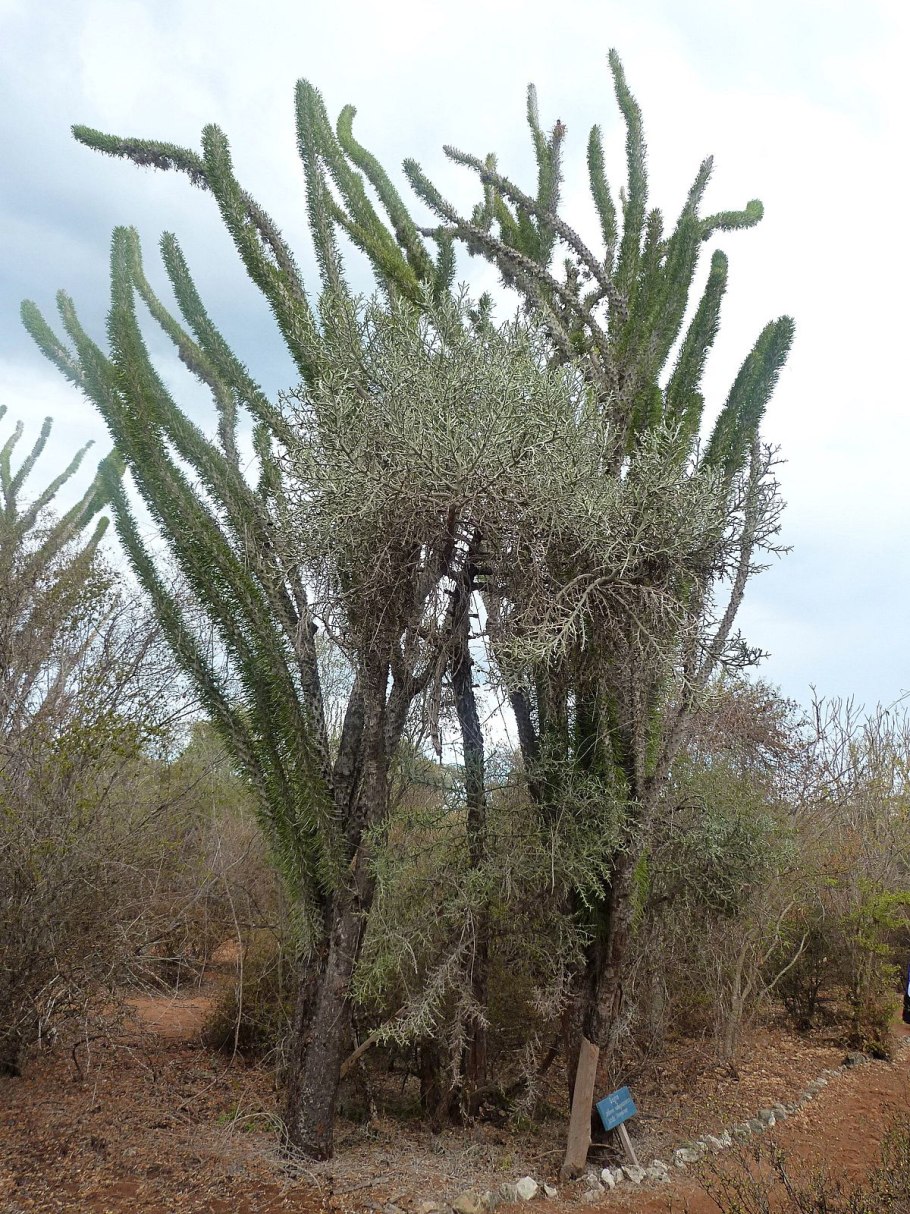 Euphorbia stenoclada