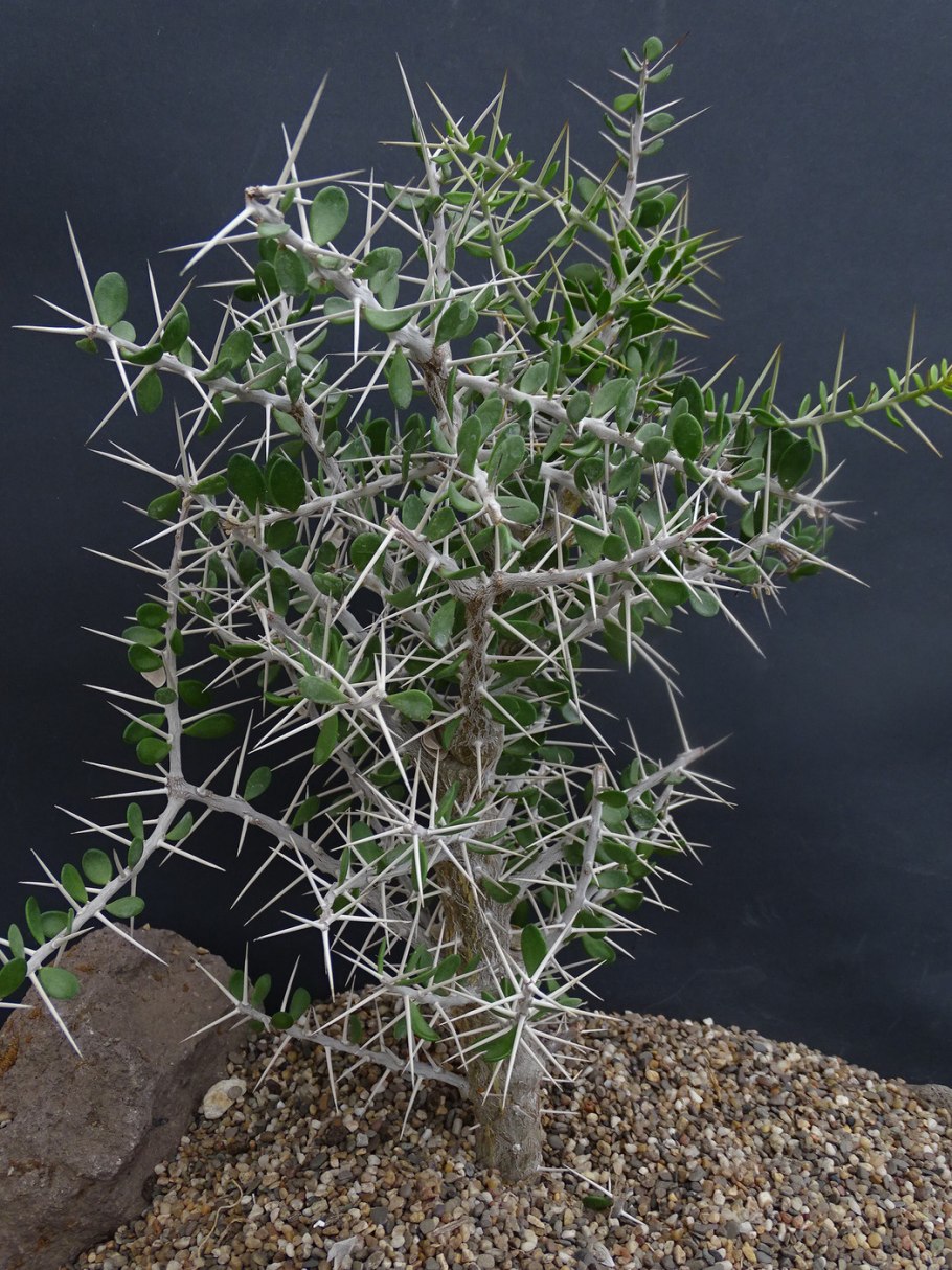 Аллюодия процера комнатная