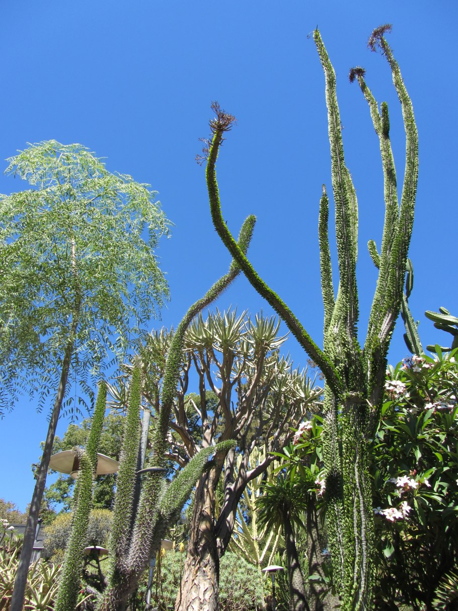 Alluaudia comosa фото в природе