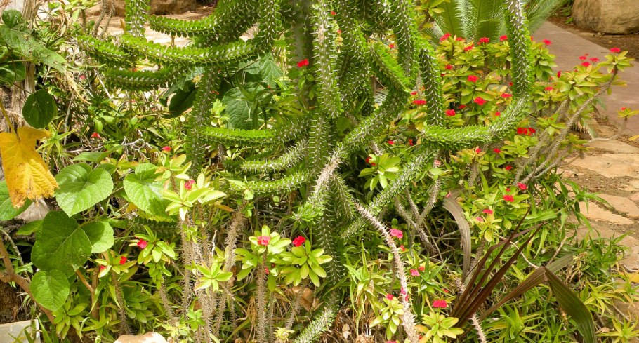 Аллюодия Мадагаскарская