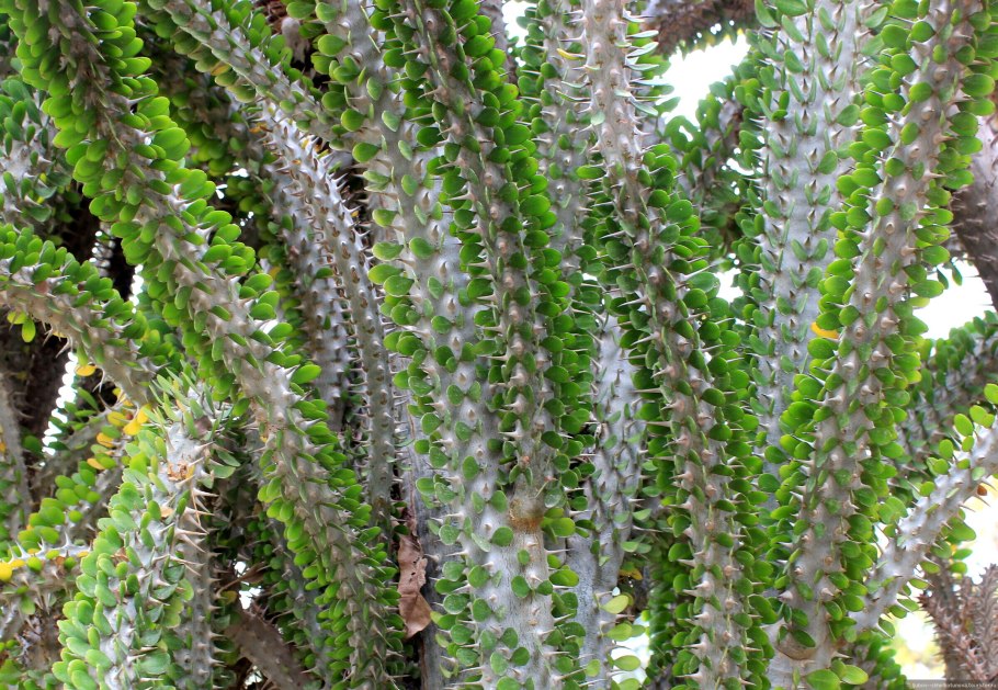 Аллюодия процера