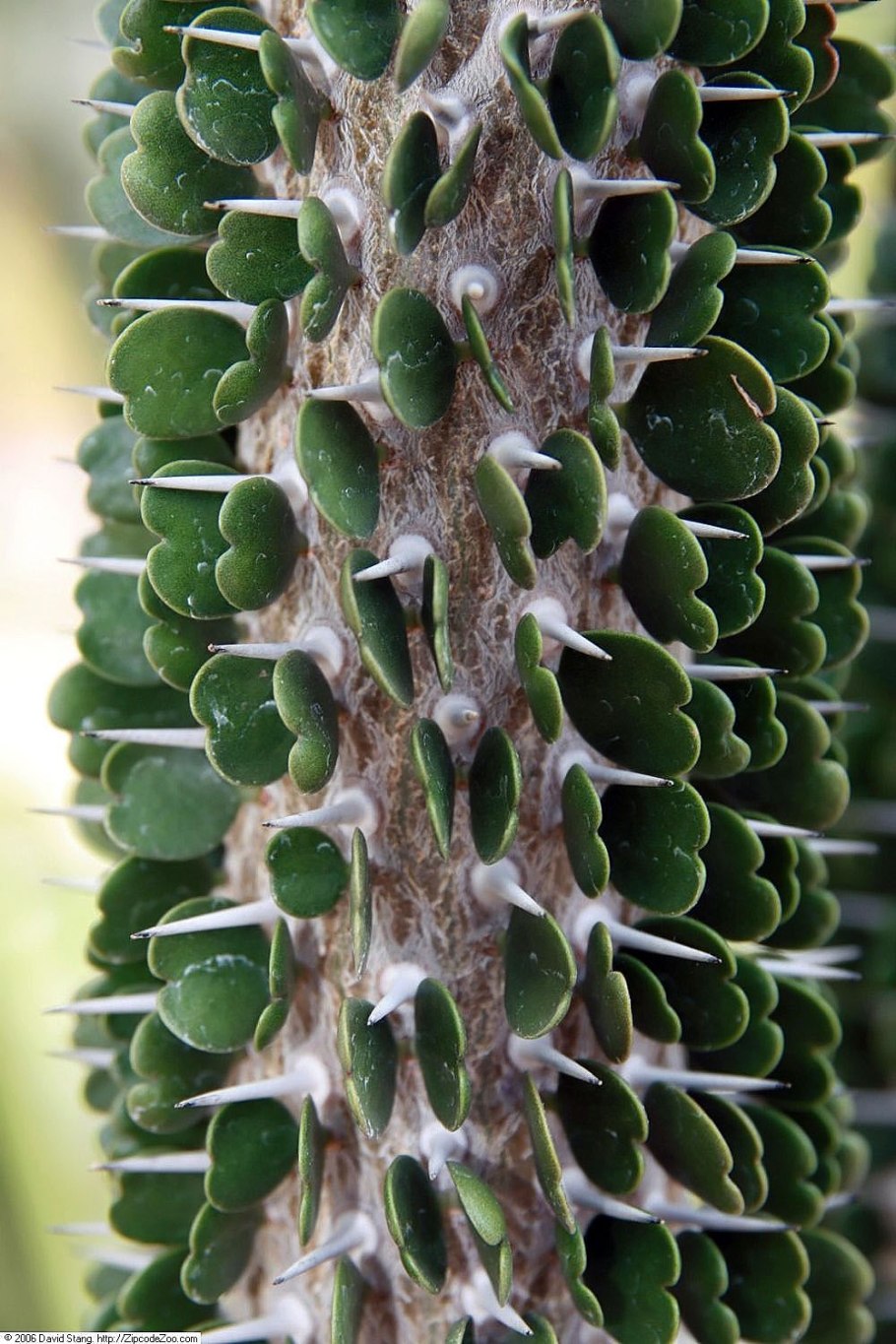 Madagascan Colossopus grandideri