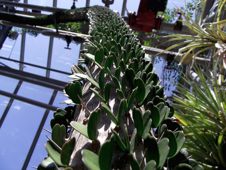 Adelaide Botanic Gardens