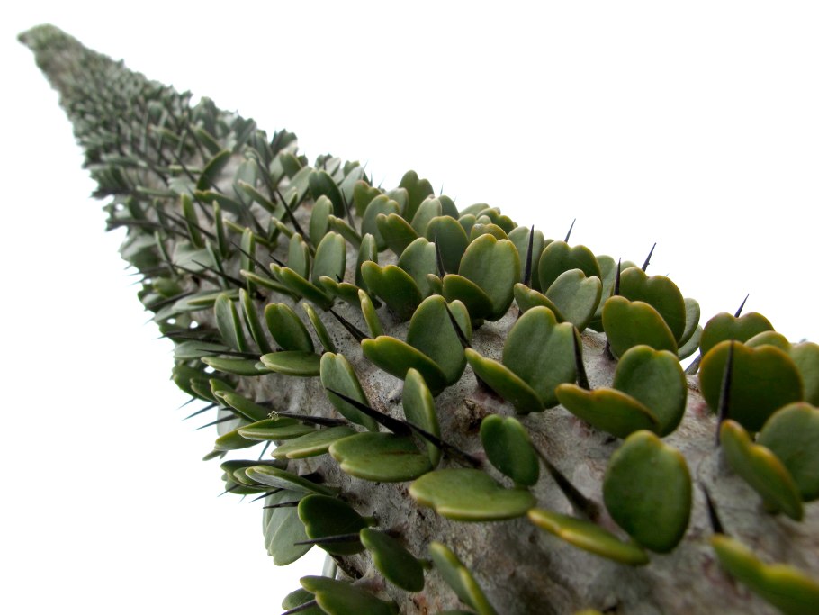 Кактус молочай алоэ