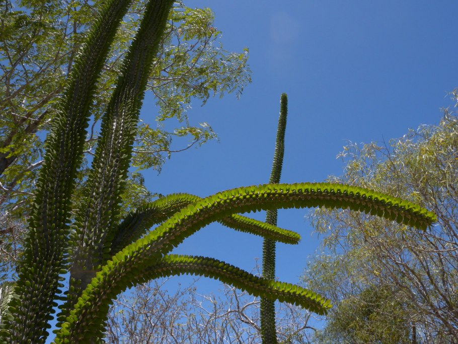Суккулент Аллюодия высокая