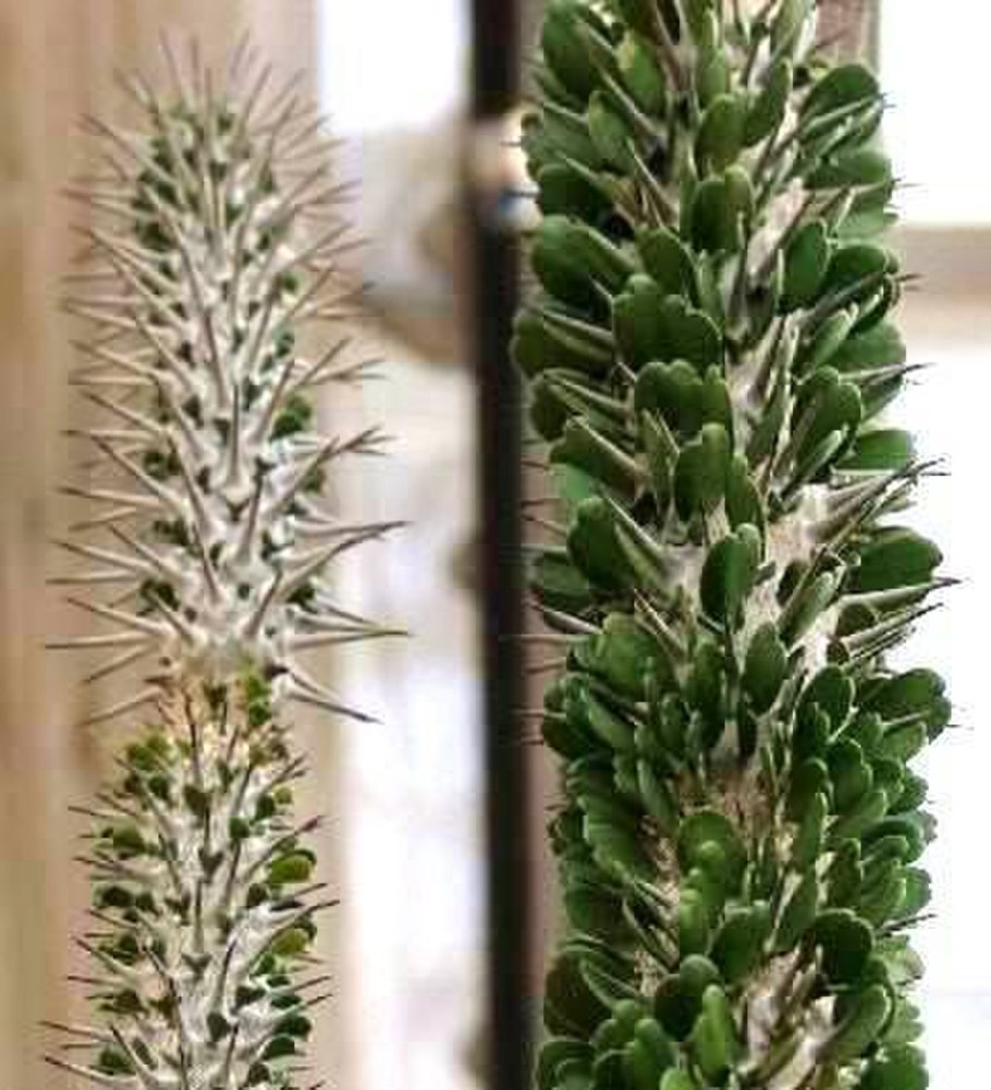 Alluaudia humbertii фото в природе