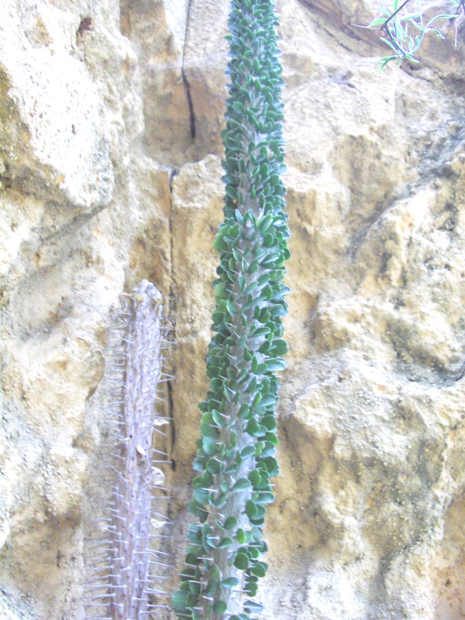 Madagascar Ocotillo
