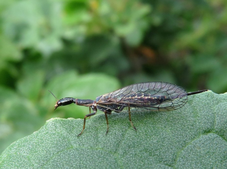 Жук Верблюдка