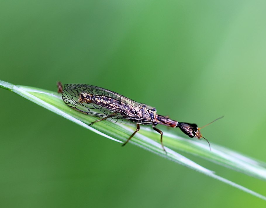 Верблюдка толстоусая