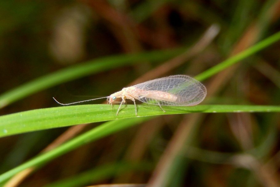 Сетчатокрылые муравьиный Лев