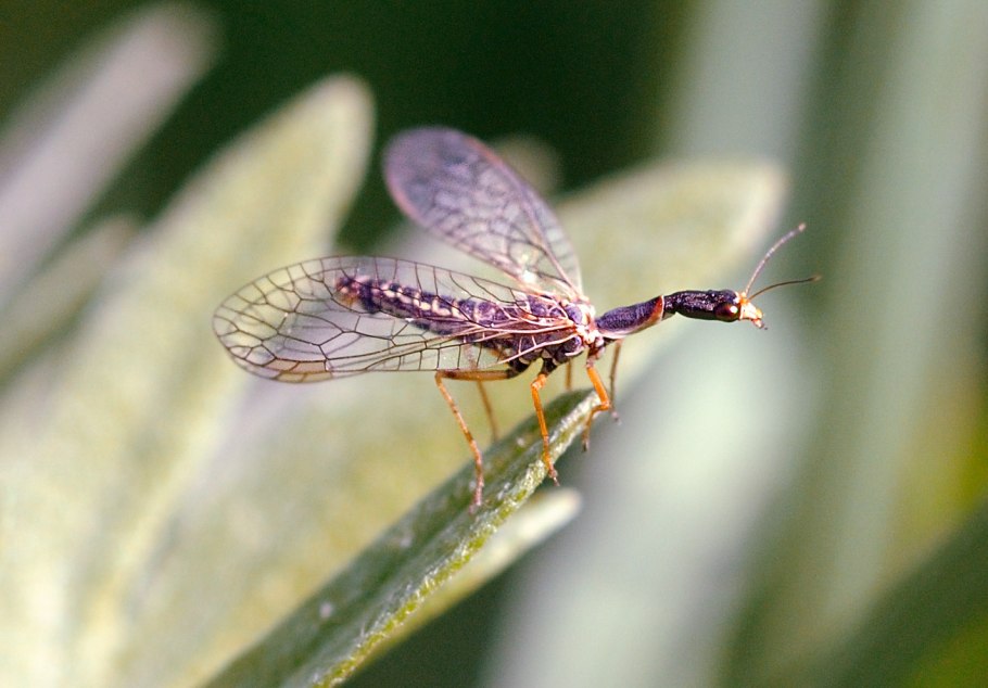 Верблюдка тонкоусая