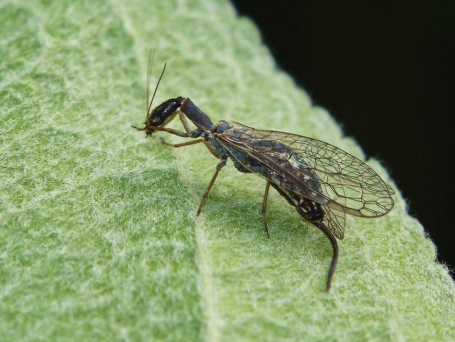 Верблюдка ксантостигма