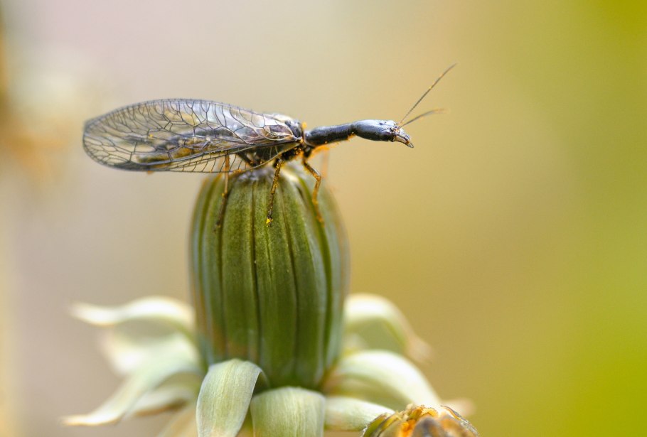 Жук Верблюдка