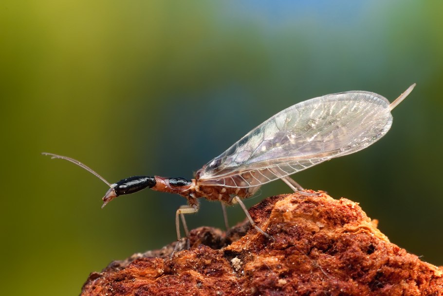 Жук Верблюдка