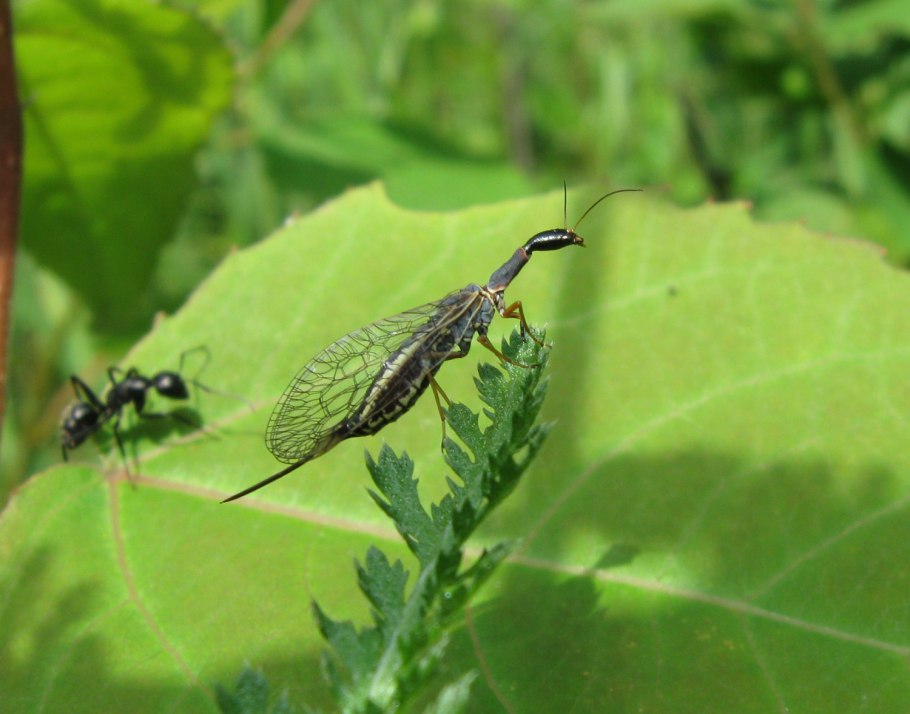 Верблюдки насекомые личинки