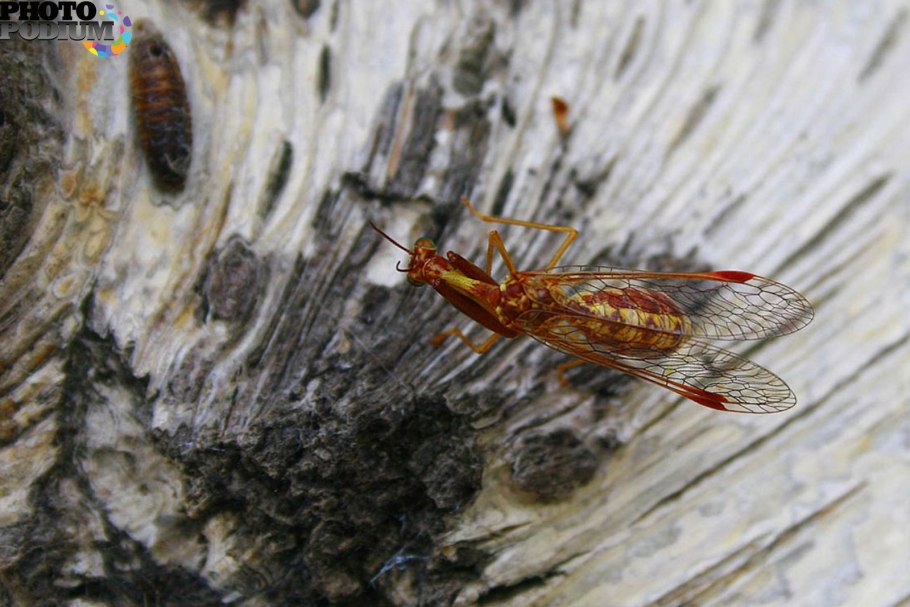 Xanthostigma xanthostigma