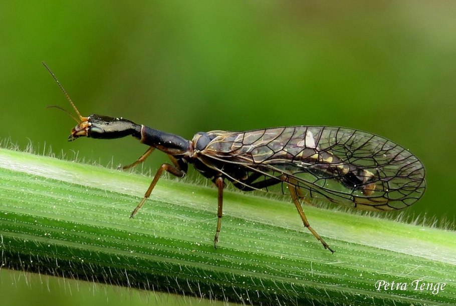 Верблюдка ксантостигма