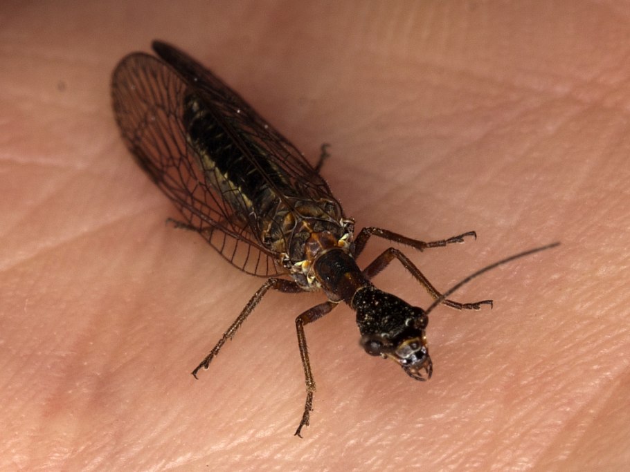 Насекомые Калифорнии