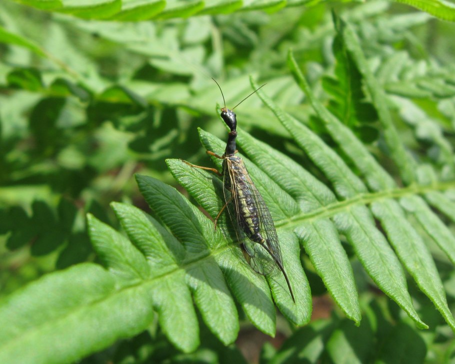 Верблюдка Безглазая толстоусая